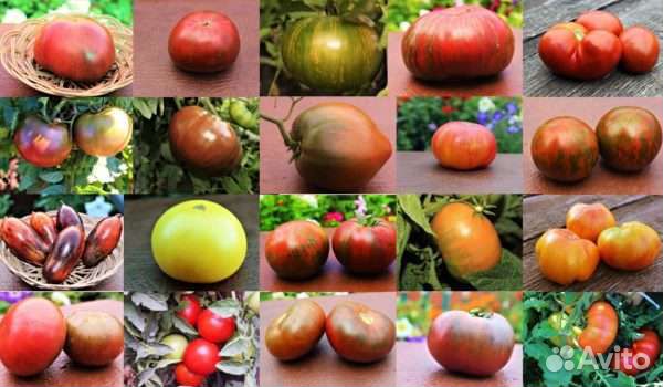 Семена томатов, проект Гном томатный Dwarf