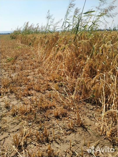 Сено просянка