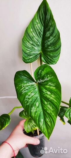 Филодендрон Мамей