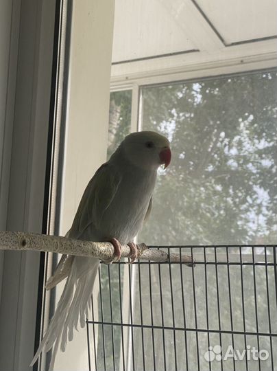 Ожереловый попугай с клеткой