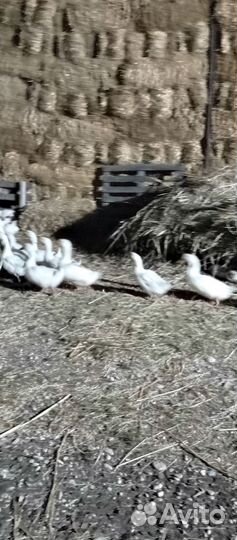Мясо утки