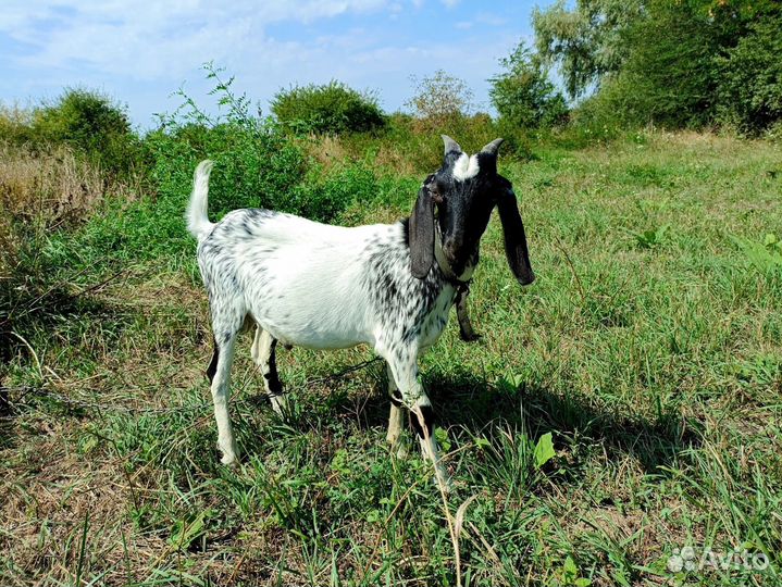 Англо нубийские козы