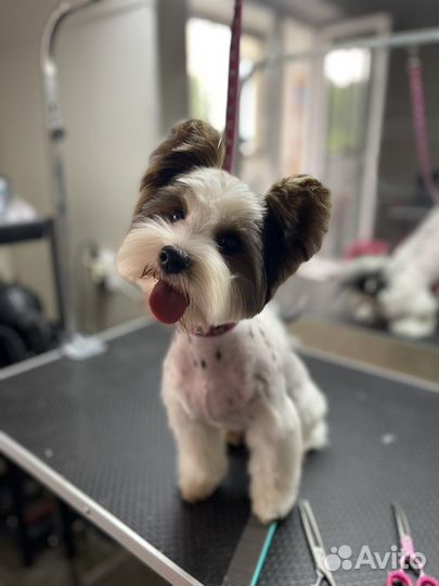 Груминг собак и кошек