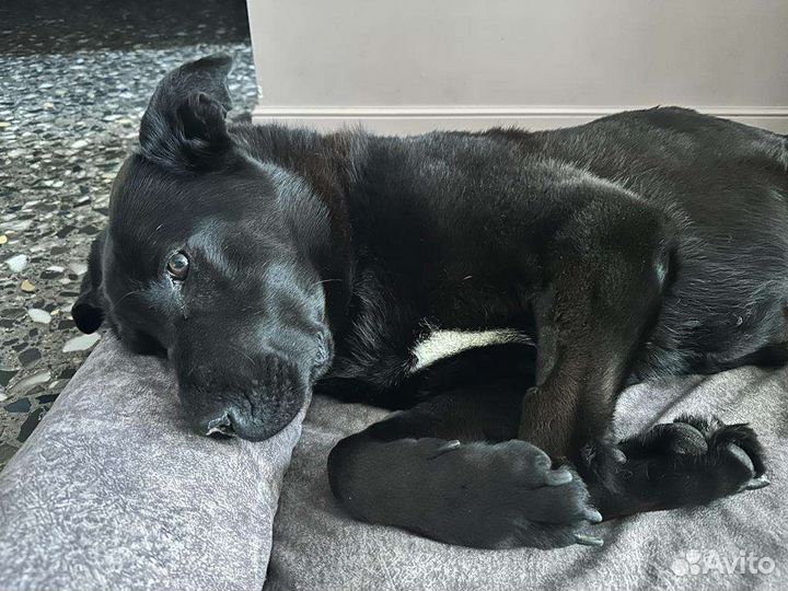 Лабродор (метис)