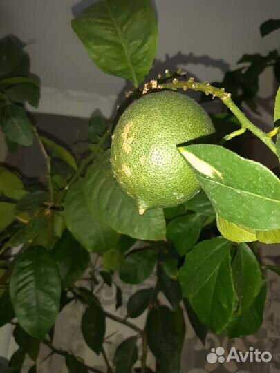 Лимонное дерево с плодами