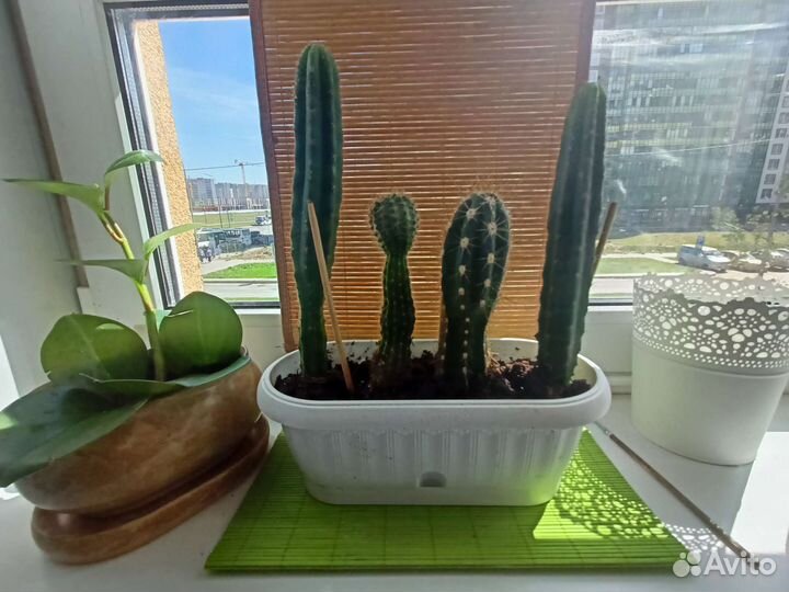 Дендробиум фаленопсис кактус