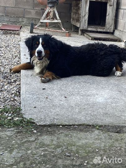 Кобель для вязки Бернский Зенеенхунд