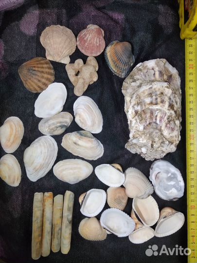 Набор морских ракушек. набор для творчества