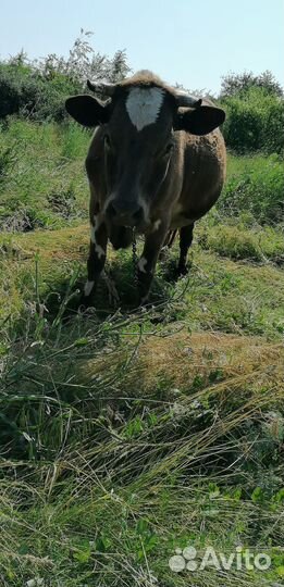 Корова дойная