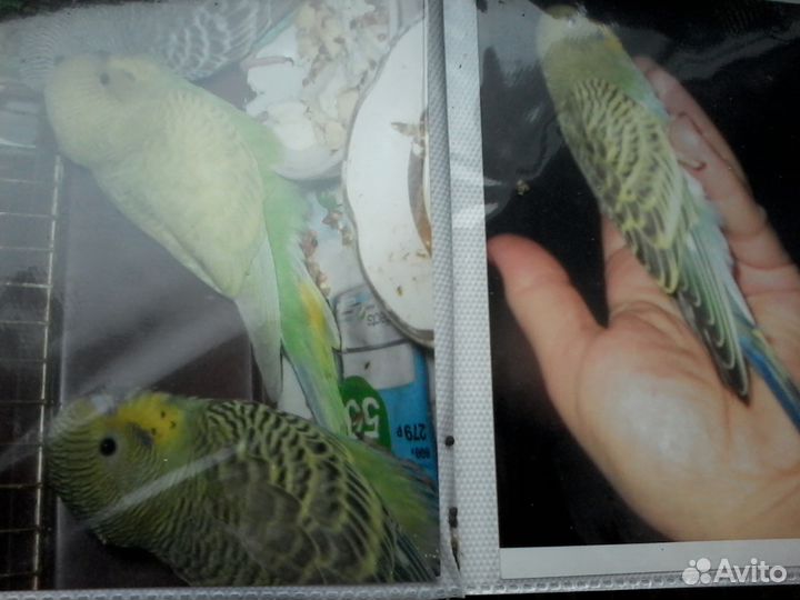 Волнистые попугайчики