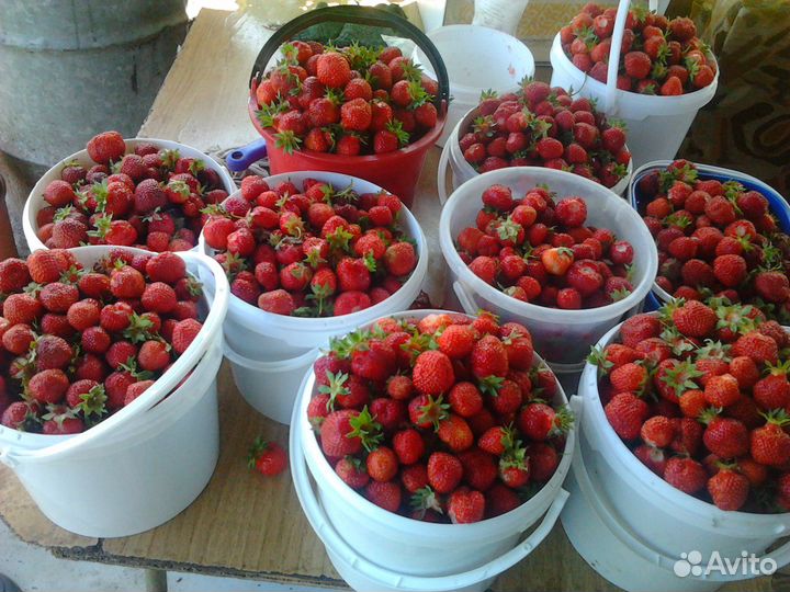 Продаём Саженцы