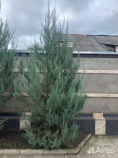 Можжевельник скальный голубая стрела blue appoy