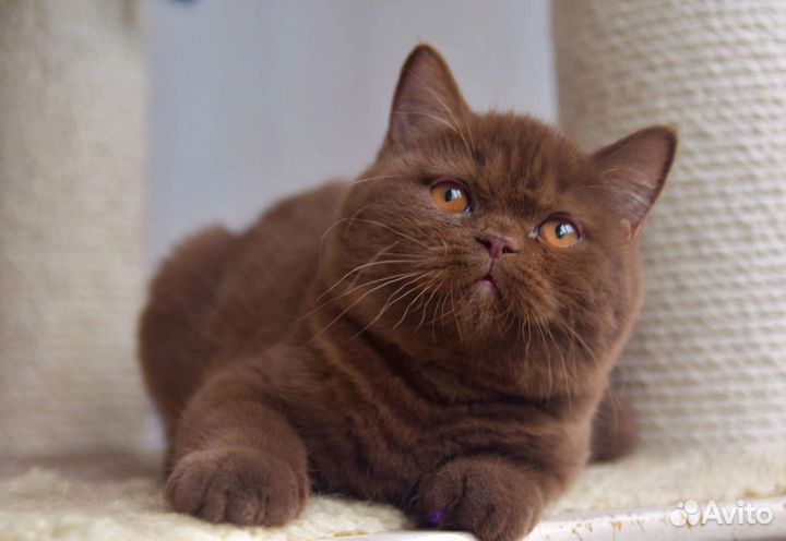 Британские котята