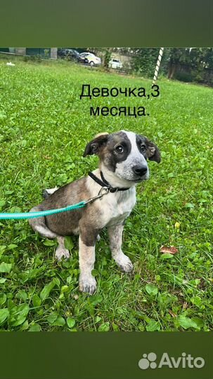 Отдам щенка в добрые руки