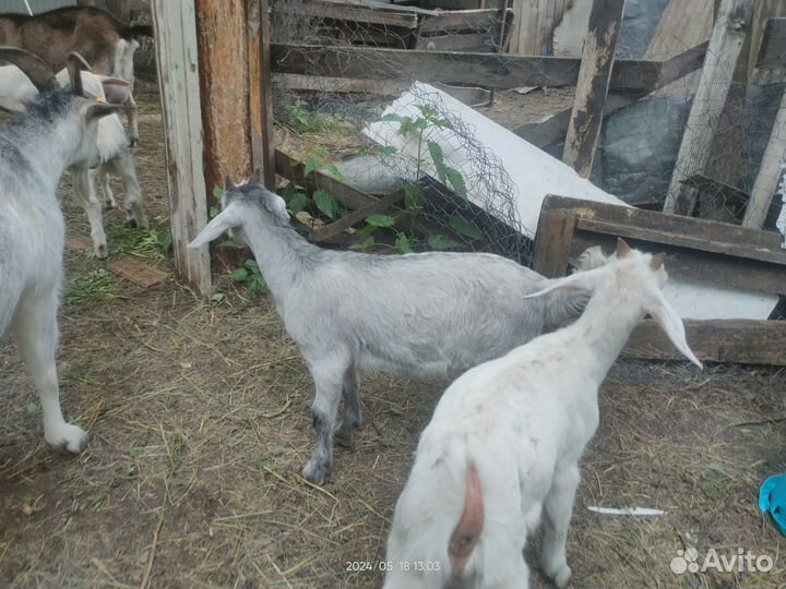 Козлята
