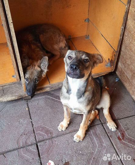 Стерилизованные щенки (подростки)