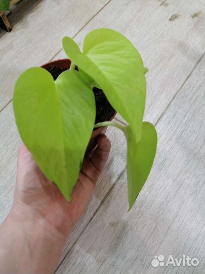 Эпипремнумы, сциндапсусы