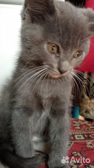 Шотландские прямоухие котята мальчики