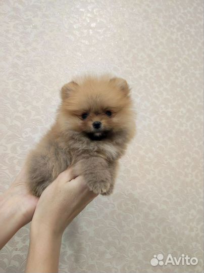 Померанский шпиц