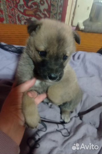 Щеночки в добрые руки