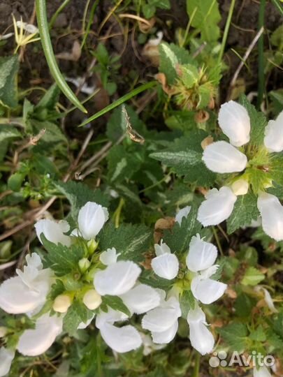 Яснотка, ландыш розовый, гравилат