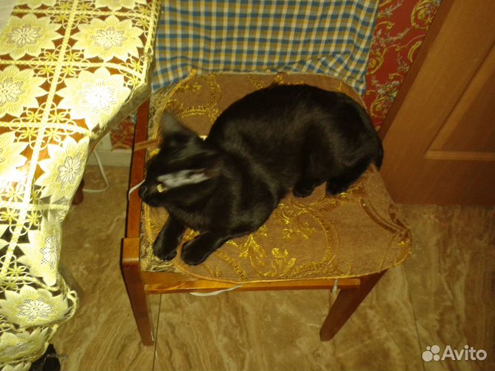 Отдаю котенка мальчика