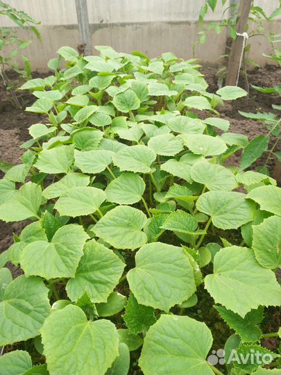 Рассада помидоры,огурцы,цукини,баклажаны,перец