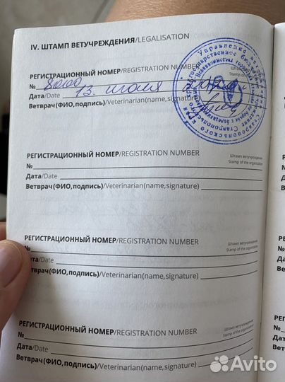 Бультерьер