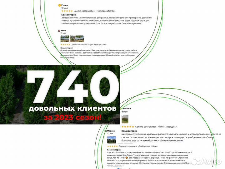 Туя брабант 120 см свежая копка 2023