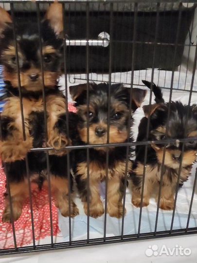 Йоркширский терьер щенки