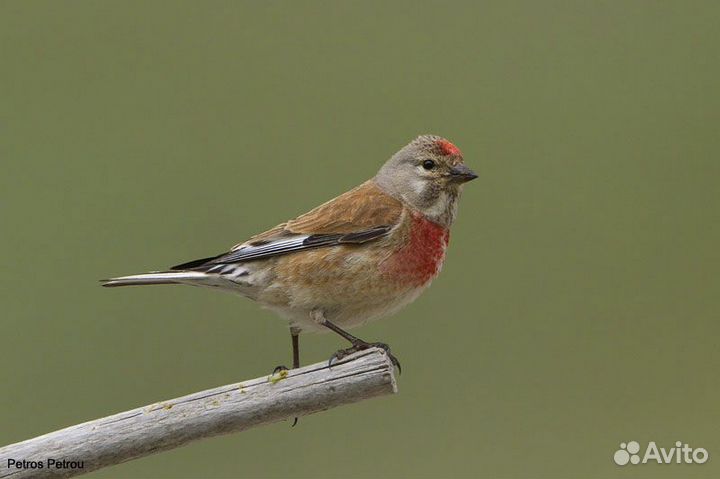 Репел щегол чиж
