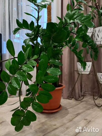 Замиокулькас