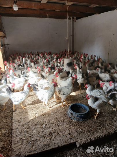 Продажа птиц