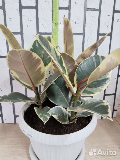 Фикус эластика