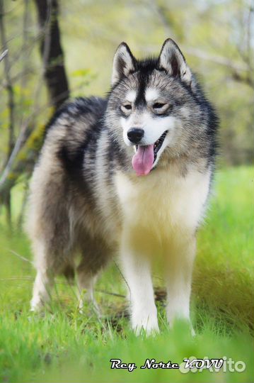 Хаски агути из питомника