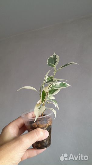 Фикус