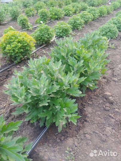 Хризантема Шаровидная Мультифлора