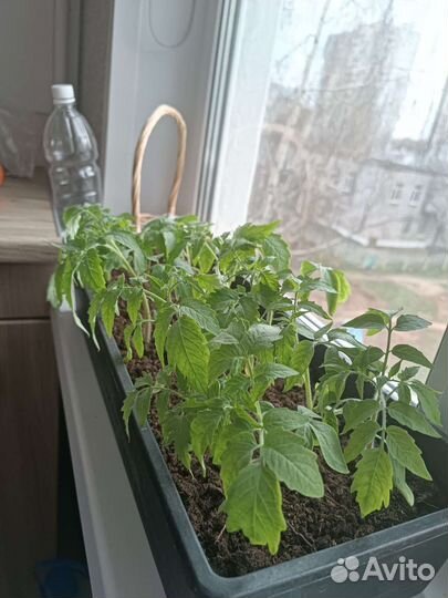 Рассада помидоров томатов