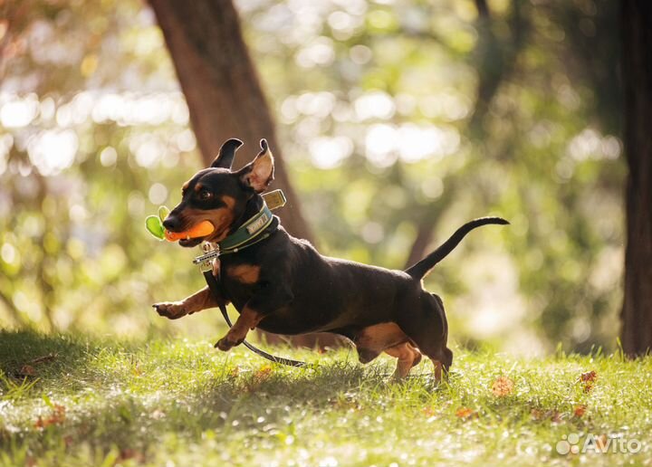 Такса вязка