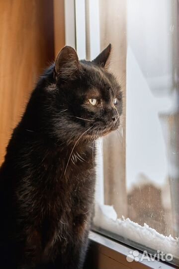 Котик Том в добрые руки