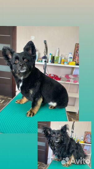 Стрижка собак, кошек