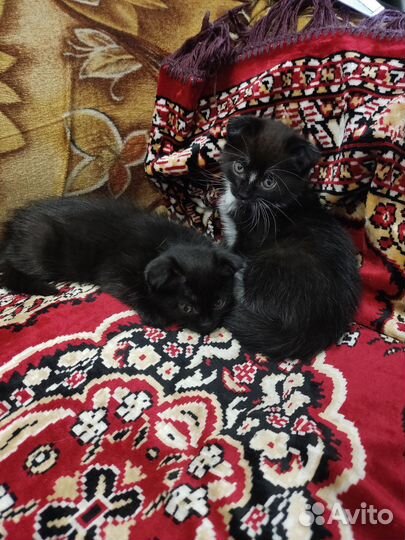 Котята