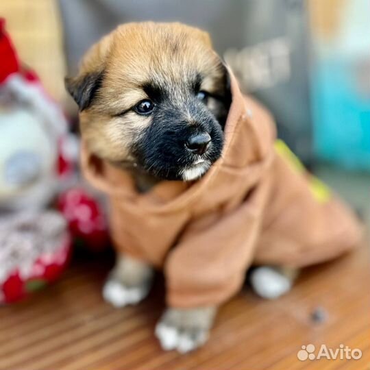 Щенок в добрые руки