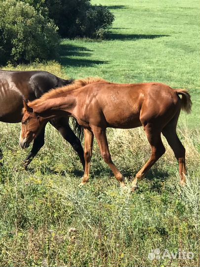 Жеребенок полукровный чк