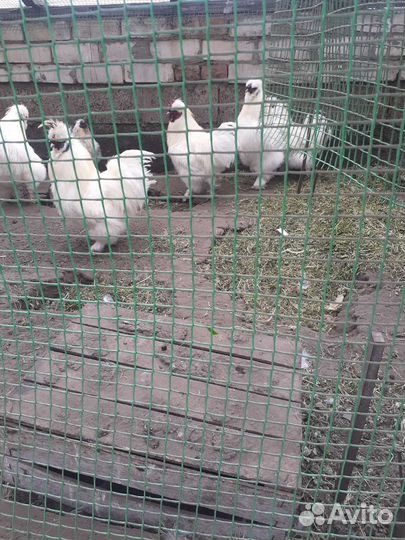 Петух китайский шелковый