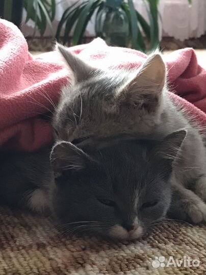 Котята В отличные руки кай и уки