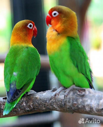 Попугай неразлучники