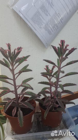 Каланхоэ розовые бабочки, традесканция нанук