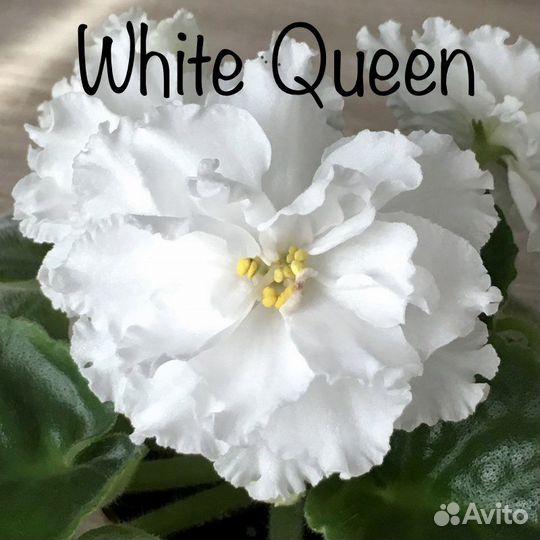 Фиалки сортовые