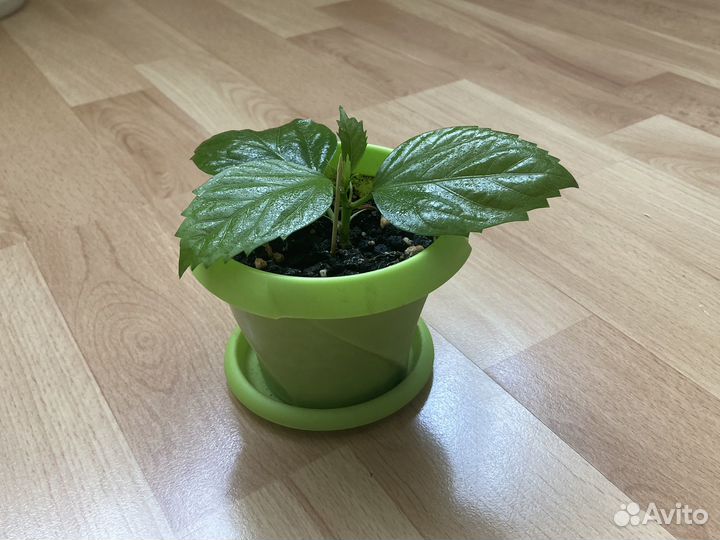 Гибискус китайский (Китайская роза)